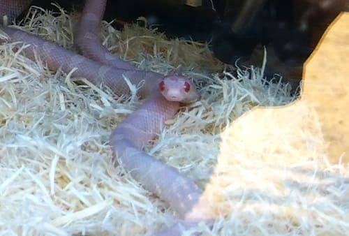 白ヘビがこっちを向いている様子