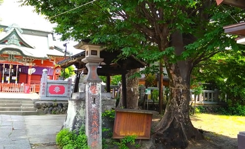 手水舎と御神木の風景