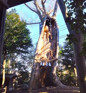 頑張っている御神木の風景