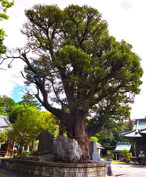 御神木の風景