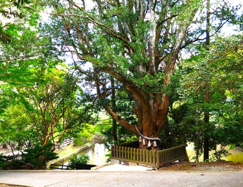 御神木の風景