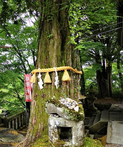 碓氷峠熊野神社の御神木