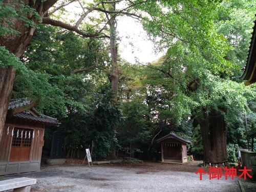 境内社と御神木の風景