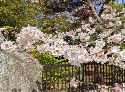 桜の花アップの画像