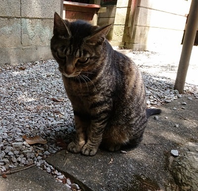聖神社の境内にいたトラ猫ちゃん
