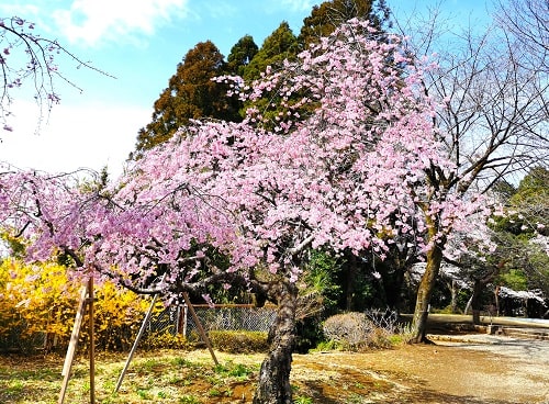 桜が咲いている木の風景