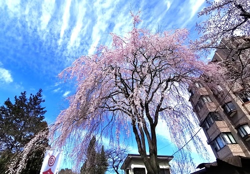 しだれ桜の風景