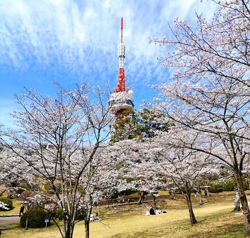 八幡山公園の桜の風景