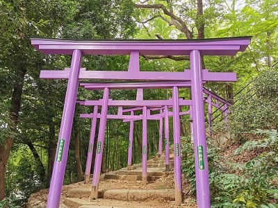 紫色の鳥居の風景