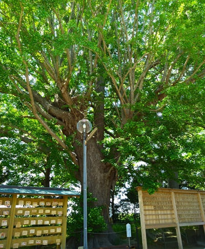御神木がある風景