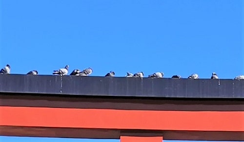 鳥居の上にいる鳩たち