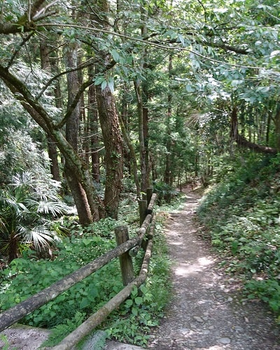 ハイキングコースの様な林道の風景